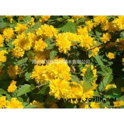 八仙花