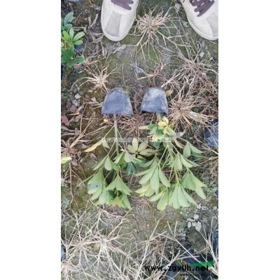 供應高50-80公分紅王子錦帶100萬棵