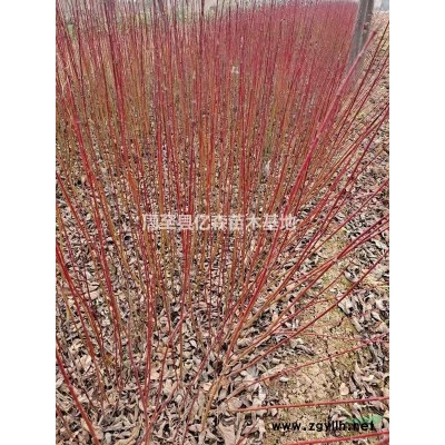 陜西直銷紅王子錦帶 優質營養杯紅王子錦帶/營養缽紅王子錦帶/紅王子錦帶杯苗產地低價供貨