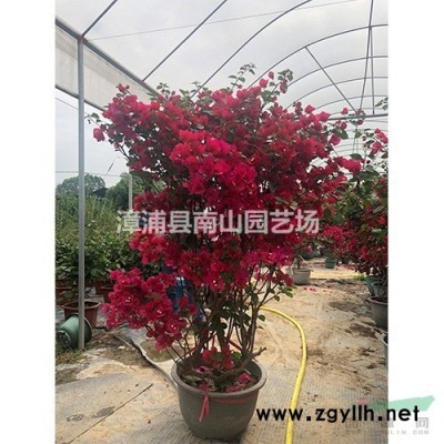 福建供應紅花紫荊 漳州紅花紫荊規格*