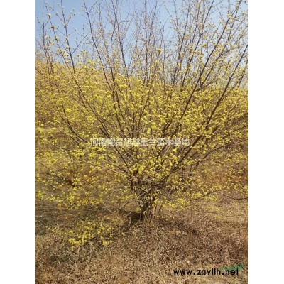 紫荊價(jià)格，6-12公分河南巨紫荊價(jià)格，河南超越玉蘭基地