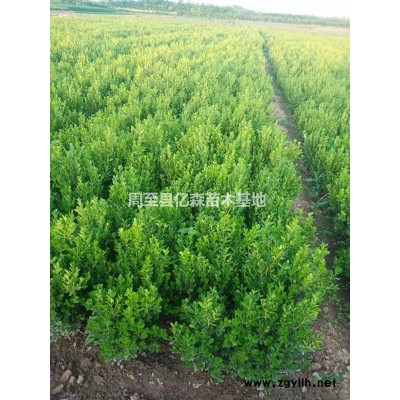 陜西紫荊苗 叢生紫荊 紫荊花 基地批發量大直銷