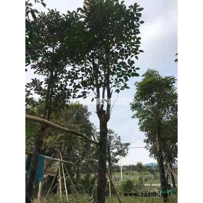 宮粉紫荊：全冠移植苗，喜陽光和溫暖、潮濕環境，樹皮含單寧可作鞣料和染料，規格*