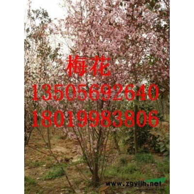 安徽紫荊2信息