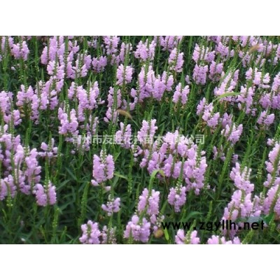 紫荊種植基地獨桿紫荊叢生紫荊報價批發