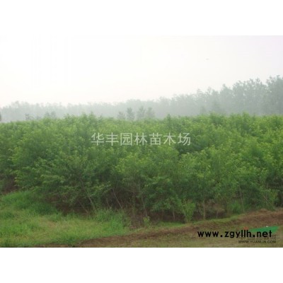 紅葉小檗，紅葉小檗球價格，紅葉小檗球供應，江蘇紅葉小檗