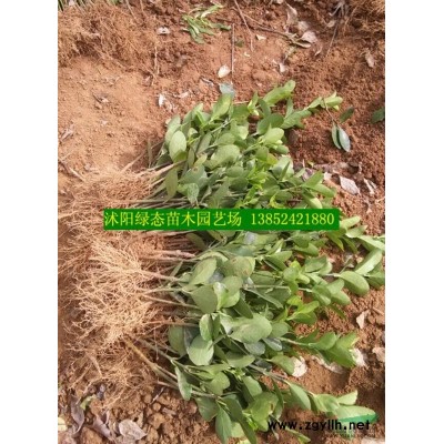 江蘇紅葉小檗小苗價格，批發紅葉小檗小苗價格
