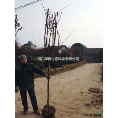 紅葉小檗 火棘 黑松 紅果冬青 黃連木 紅白玉蘭