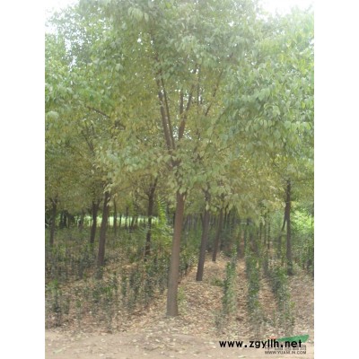 河南鄢陵卓林花木基地供應(yīng)，優(yōu)質(zhì)紅王子錦帶