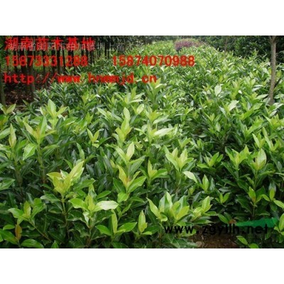 供應湖南木槿-木槿價格-叢生木槿-茉莉花-木槿小苗