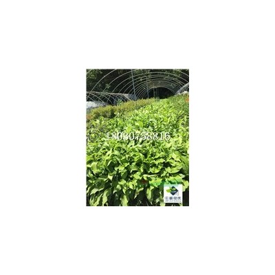 木槿  花大而艷麗 花期長 花色豐富 價廉物美