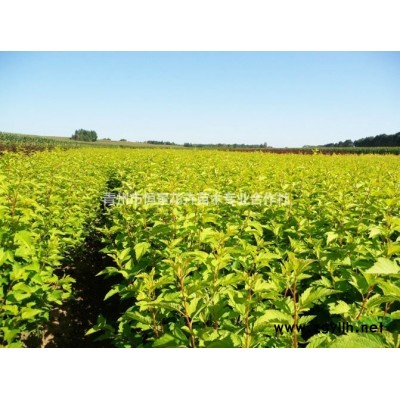 金山繡線菊自產自銷 金山繡線菊批發價格 金山繡線菊種植基地