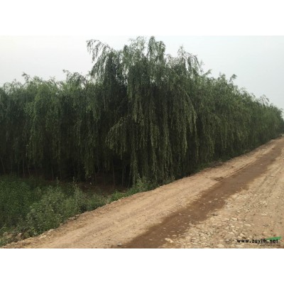 西安大量供應玫瑰木槿1-4公分