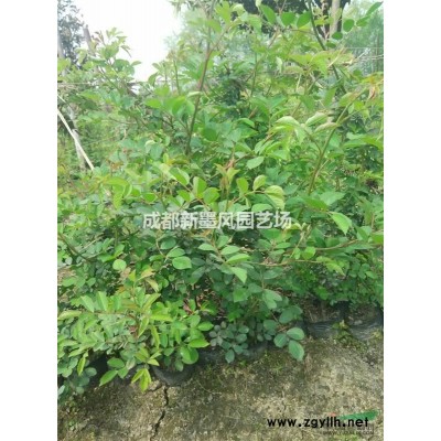 木槿/木槿苗/木槿樹/木槿籠子