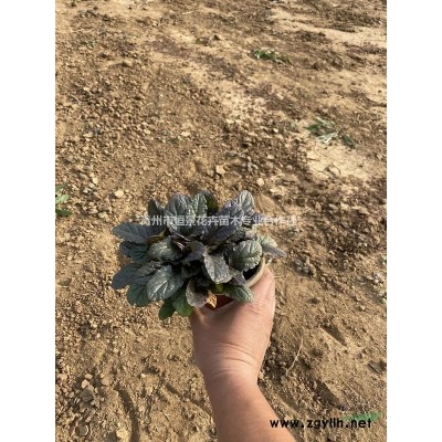 紫荊種植基地 紫荊自產自銷 紫荊批發價格