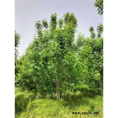 叢生紫荊有量，高度3.5米左右冠幅3米左右，精品苗。需要聯系18..