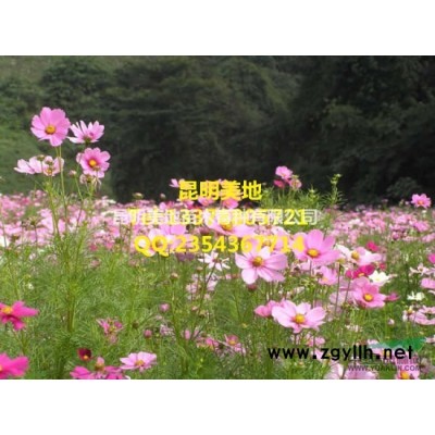 云南紫荊種子花紫色當年新種