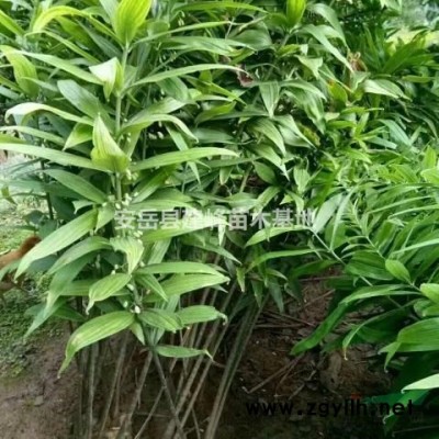 單桿巨紫荊，叢生巨紫荊
