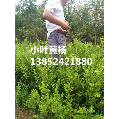 紅葉小檗價格，批發紅葉小檗價格，苗圃直銷紅葉小檗小苗價格