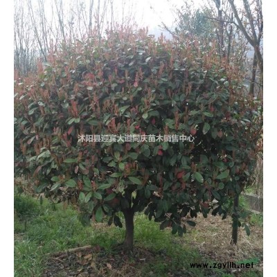 江蘇沭陽(yáng)基地。紅葉石楠柱、紅葉石楠、紅王子錦帶、沙地柏