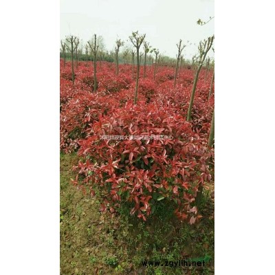 江蘇地區(qū)供應(yīng)紫葉小檗、紫荊，紫薇，木槿，連翹，蜀檜，大葉女貞