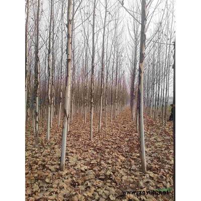 紅葉李，紅葉李價(jià)格，3公分，4公分，5公分紅葉李價(jià)格。