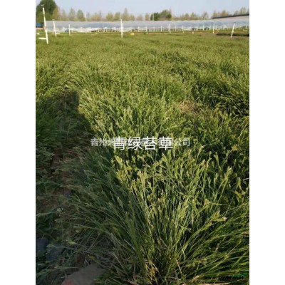 山東青州紫荊介紹/特征/用途