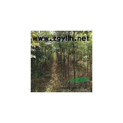 紫荊種子報價/江西紫荊種子報價