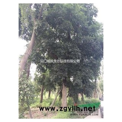 供應(yīng)紫荊 紫荊價格 紫荊報價 紫荊行情 紫荊信息 紫荊動態(tài)