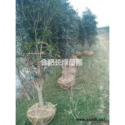 安徽合肥苗圃出售叢生紅梅，紅葉李，黃金槐，雞爪槭，紫薇，紫荊