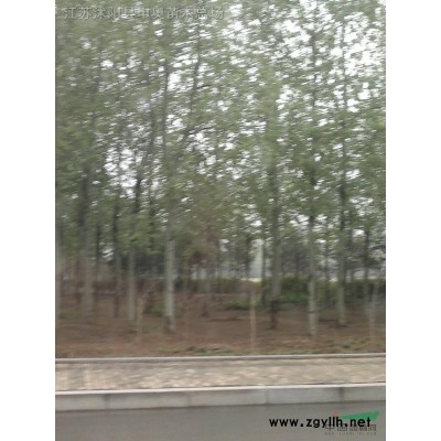 江蘇地區(qū)供應紅葉小檗床苗金葉女貞床苗2000萬棵