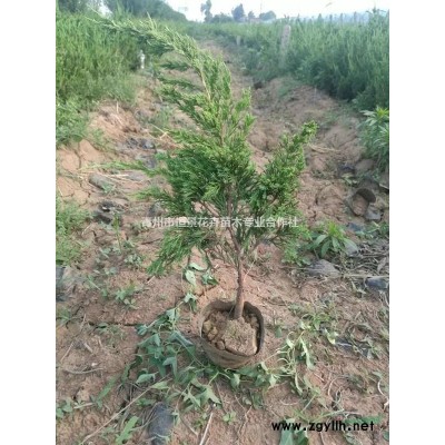 八仙花自產自銷  八仙花種植基地  八仙花批發價格