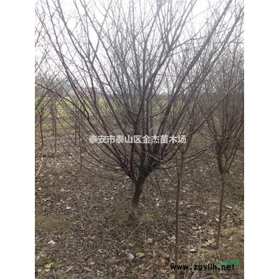 叢生蒙古櫟、叢生紫荊、叢生紫薇，叢生五角楓，叢生木槿