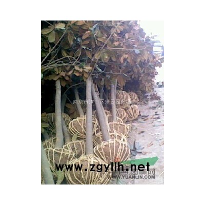 南京紫荊，紫荊花，叢生紫荊，獨桿紫荊，紫荊