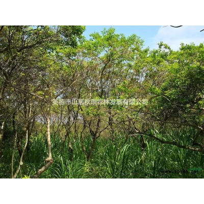 廣東供應(yīng)紫荊規(guī)格*，紫荊價格便宜苗圃直供沒有中間商