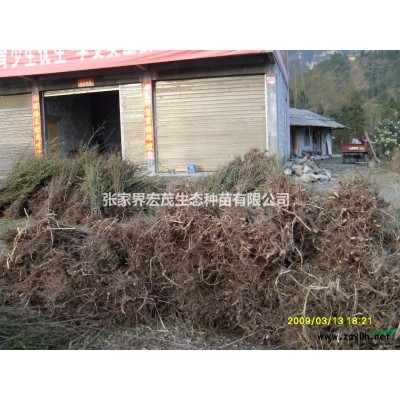 湖南張家界市永定區(qū)巨紫荊速生樹種、巨紫荊種子、巨紫荊圖片