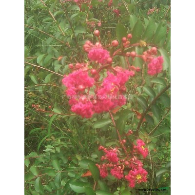 廣西紫荊小苗 大量紫荊小苗批發(fā)/供應(yīng)