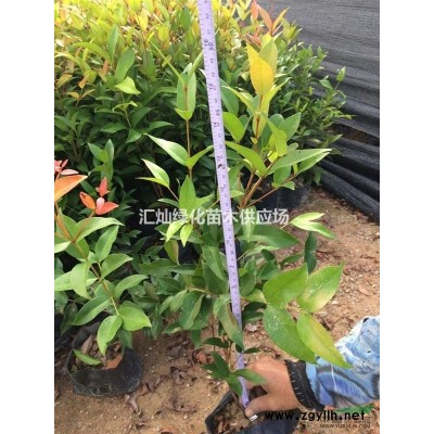紫荊供應、福建洋紫荊