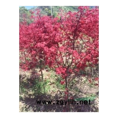 豐花月季價格紅帽月季基地地被月季價格大花月季