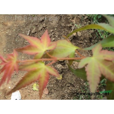 紅葉小檗，自產紅葉小檗，紅葉小檗價格