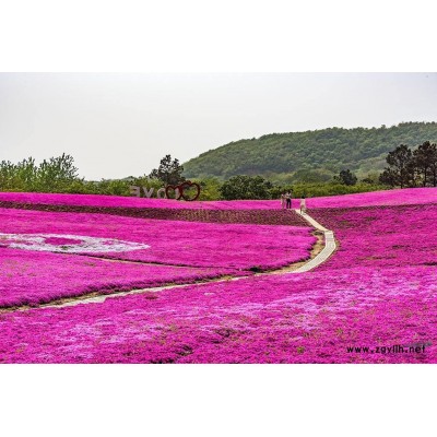 金山繡線菊 金焰繡線菊基地
