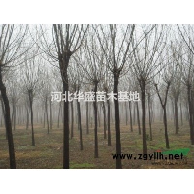 哪里有木槿 河北木槿 木槿圖片