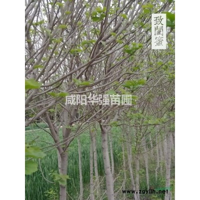 行道單株木槿