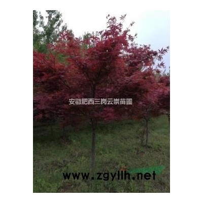 加拿大紫荊9-12公分