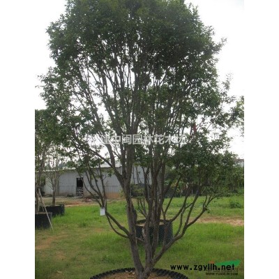 紅花紫荊 20-50公分 精品地苗和袋苗供應 自產自銷