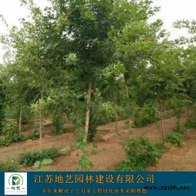 紅葉小檗球價格 江蘇紅葉小波球低價供應 紅葉小檗球基地