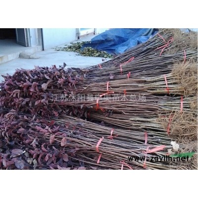 供應江蘇地區(qū)紅葉小檗芽苗1000萬棵