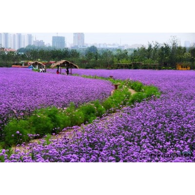 山東紅葉小檗盆栽苗，一年生兩年生苗