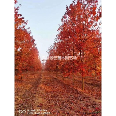 紅瑞木圖片\紅瑞木報價
