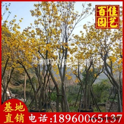 福建金邊假連翹3介紹